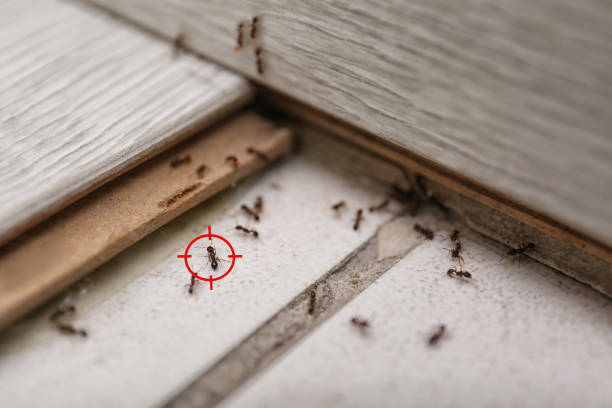 Best Emergency Pest Control  in Marion, NC