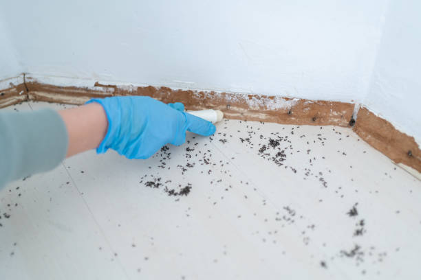 Best Pest Control for Homes  in Marion, NC